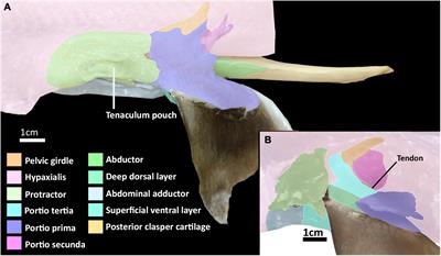 Imaging With the Past: Revealing the Complexity of Chimaeroid Pelvic Musculature Anatomy and Development